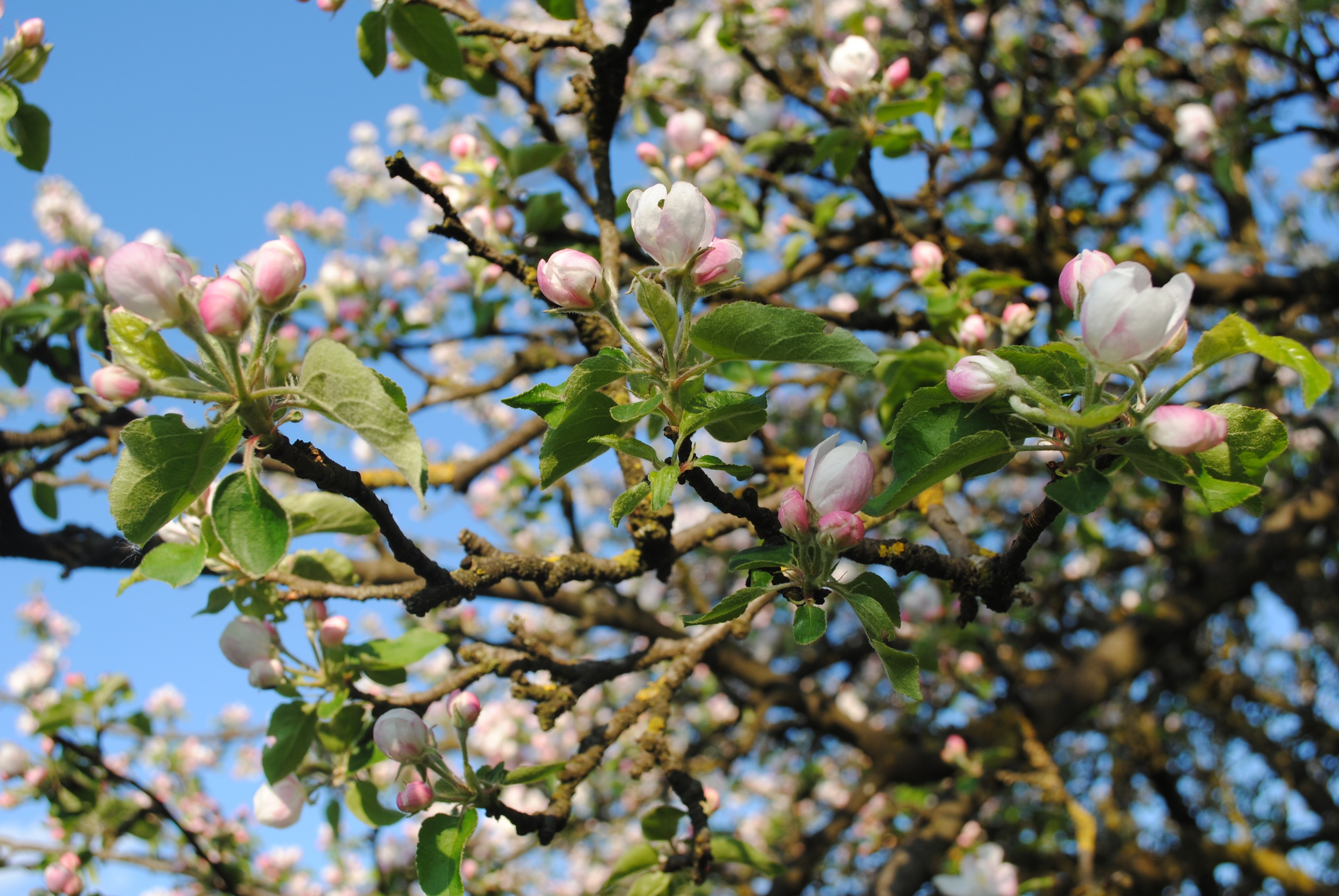 Spring, Apple Tree, Tree, Nature, flower, blossom