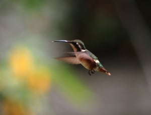 black brown and green hummingbird thumbnail