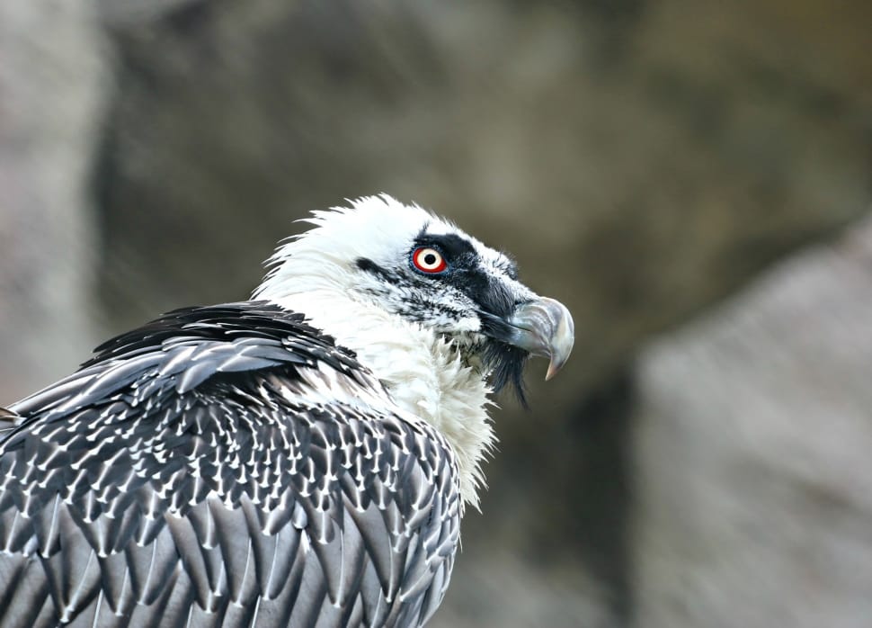 white and gray vulture preview