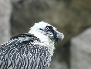 white and gray vulture thumbnail