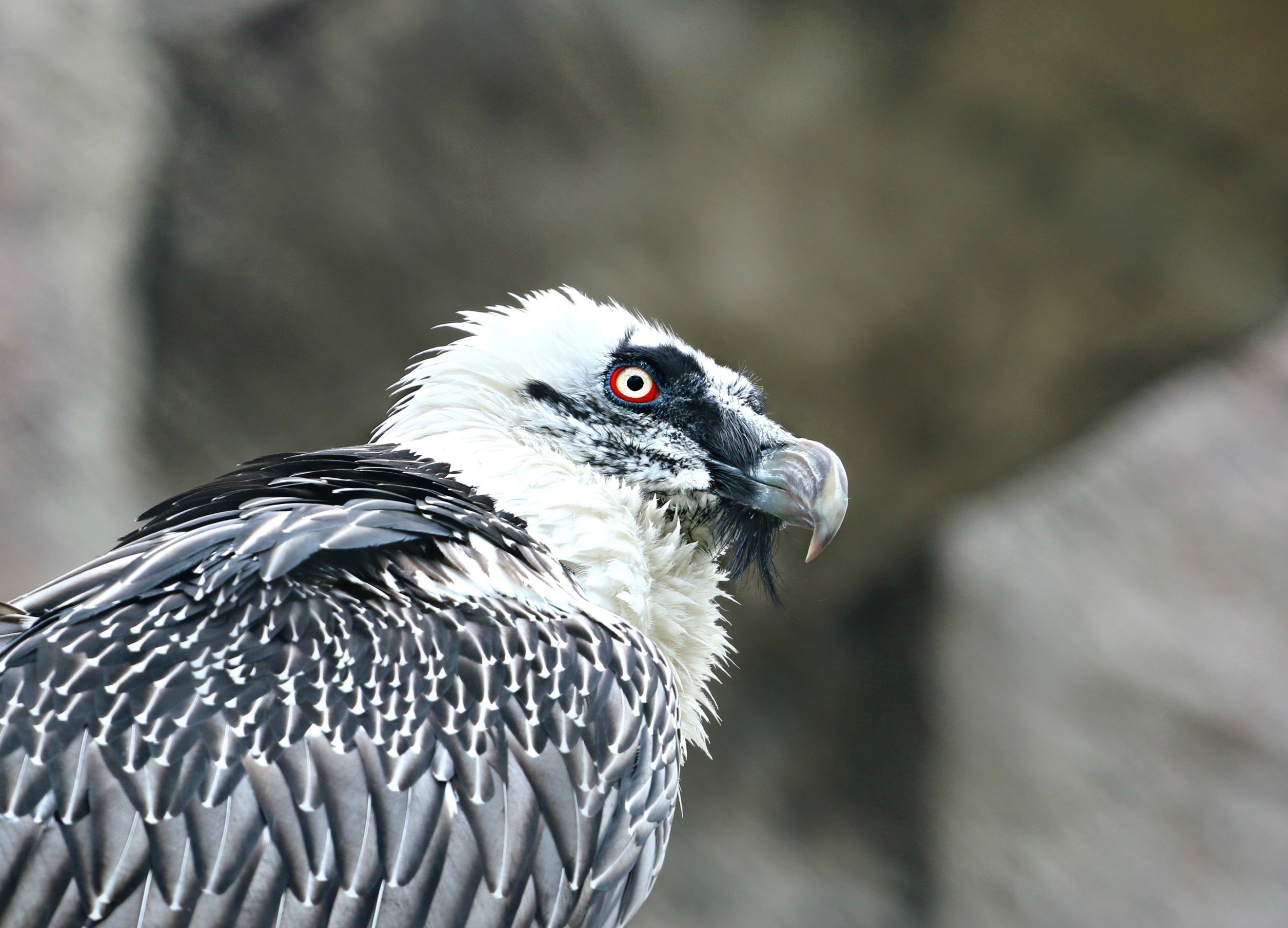 white and gray vulture