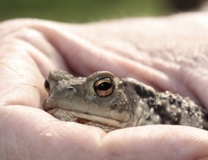 Toad, Eyes, Head, Frog, Hand, Amphibian, human body part, human hand thumbnail