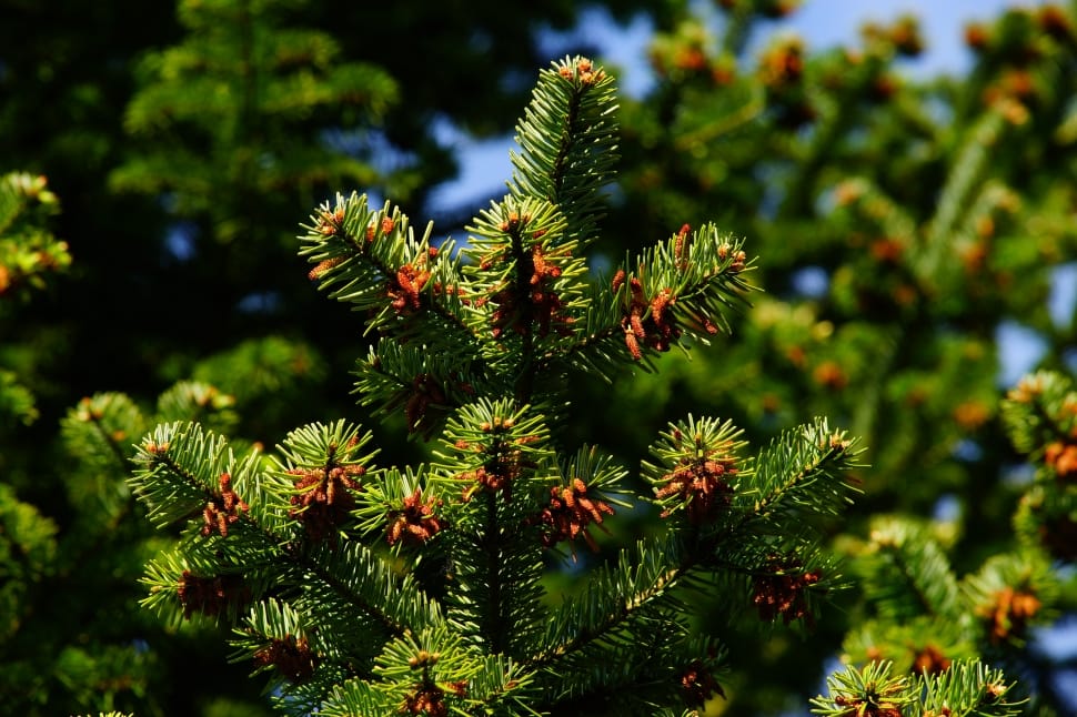 green pine tree preview