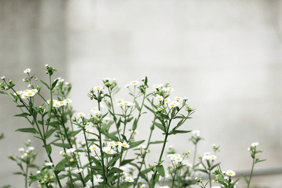 white, petal, flower, green, nature, plant preview