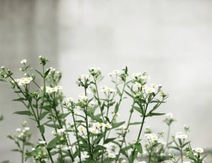 white, petal, flower, green, nature, plant thumbnail