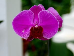 purple flower in macro shot thumbnail