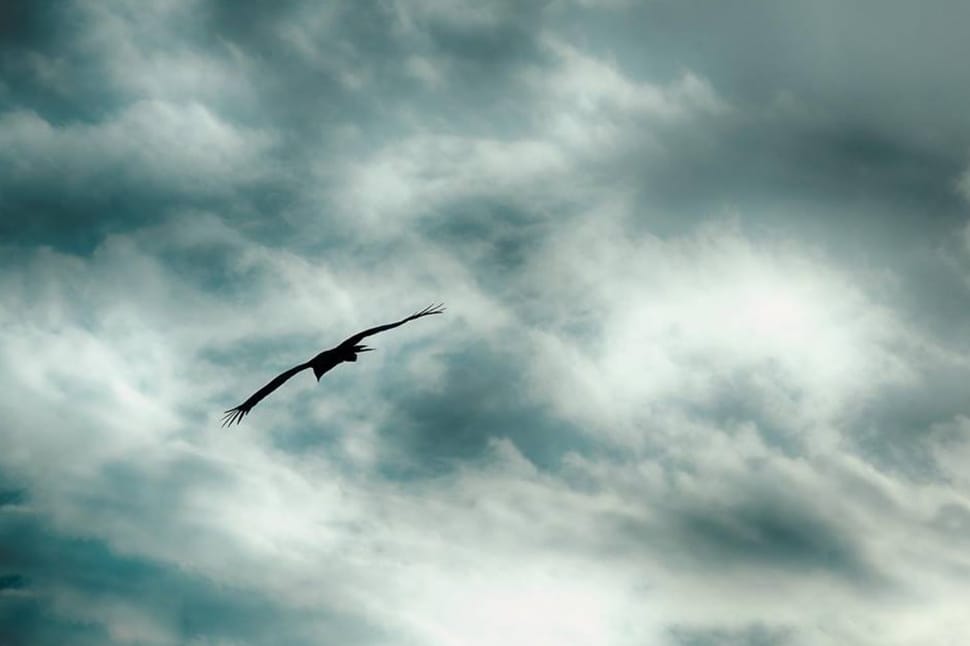 silhouette of bird flying below blue and white cloudy skies preview