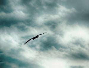 silhouette of bird flying below blue and white cloudy skies thumbnail