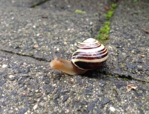 brown and gray snail thumbnail