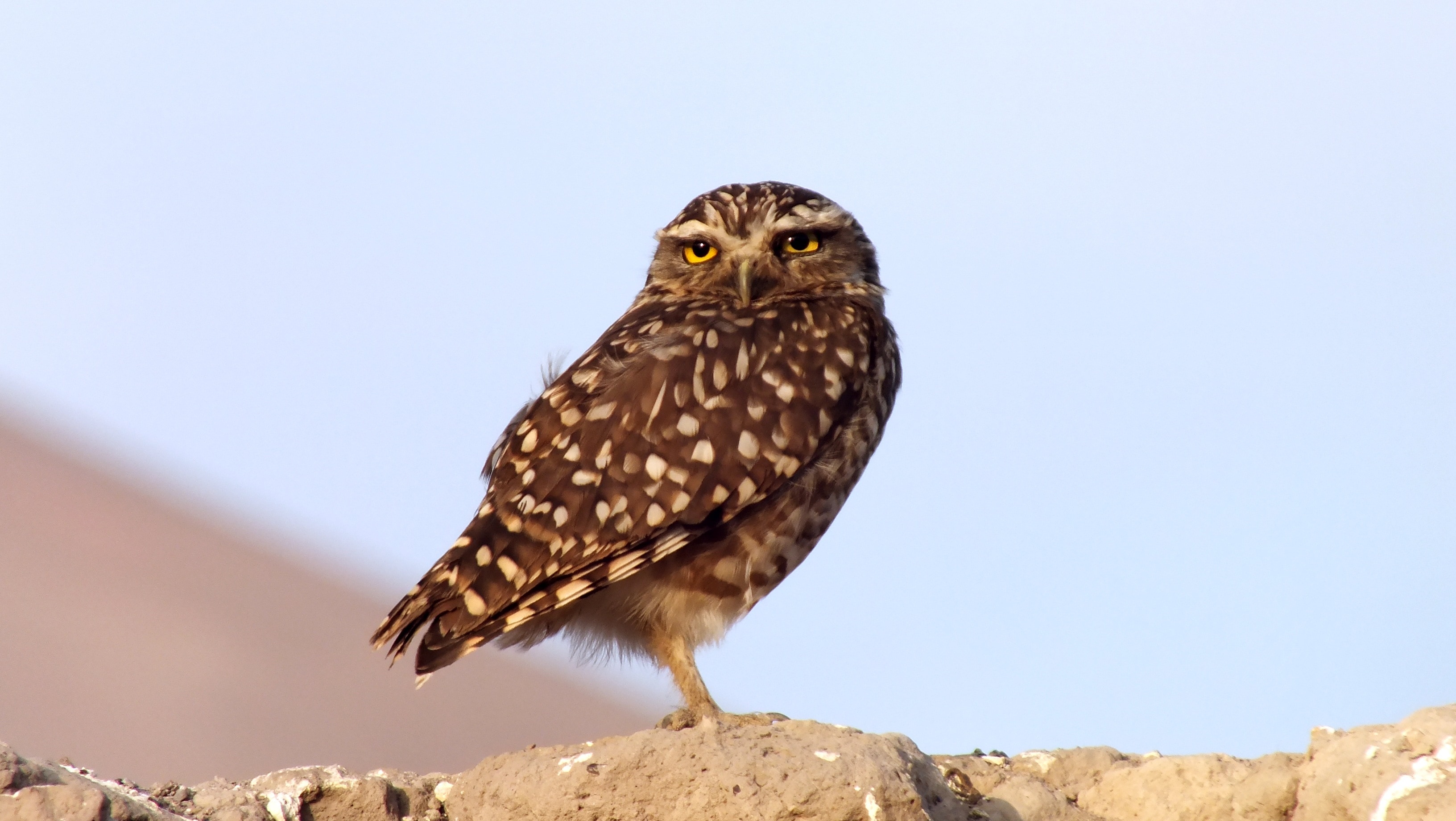 Desert, Chile, Owl, one animal, animal wildlife