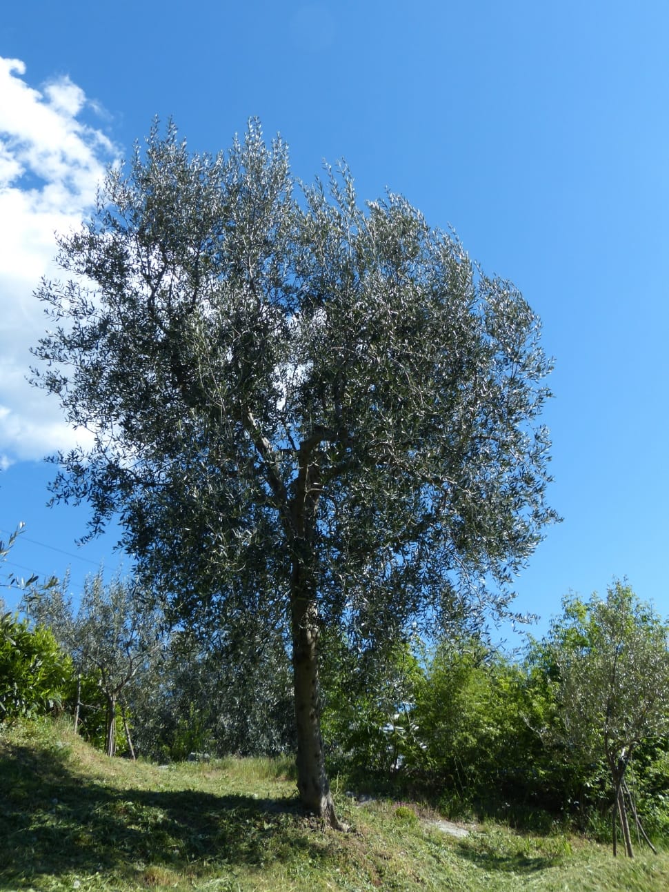 Olive Tree, Olea Europaea, Tree, tree, nature preview