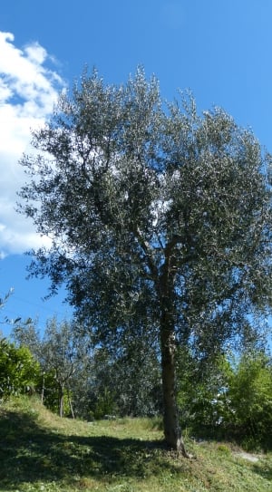 Olive Tree, Olea Europaea, Tree, tree, nature thumbnail