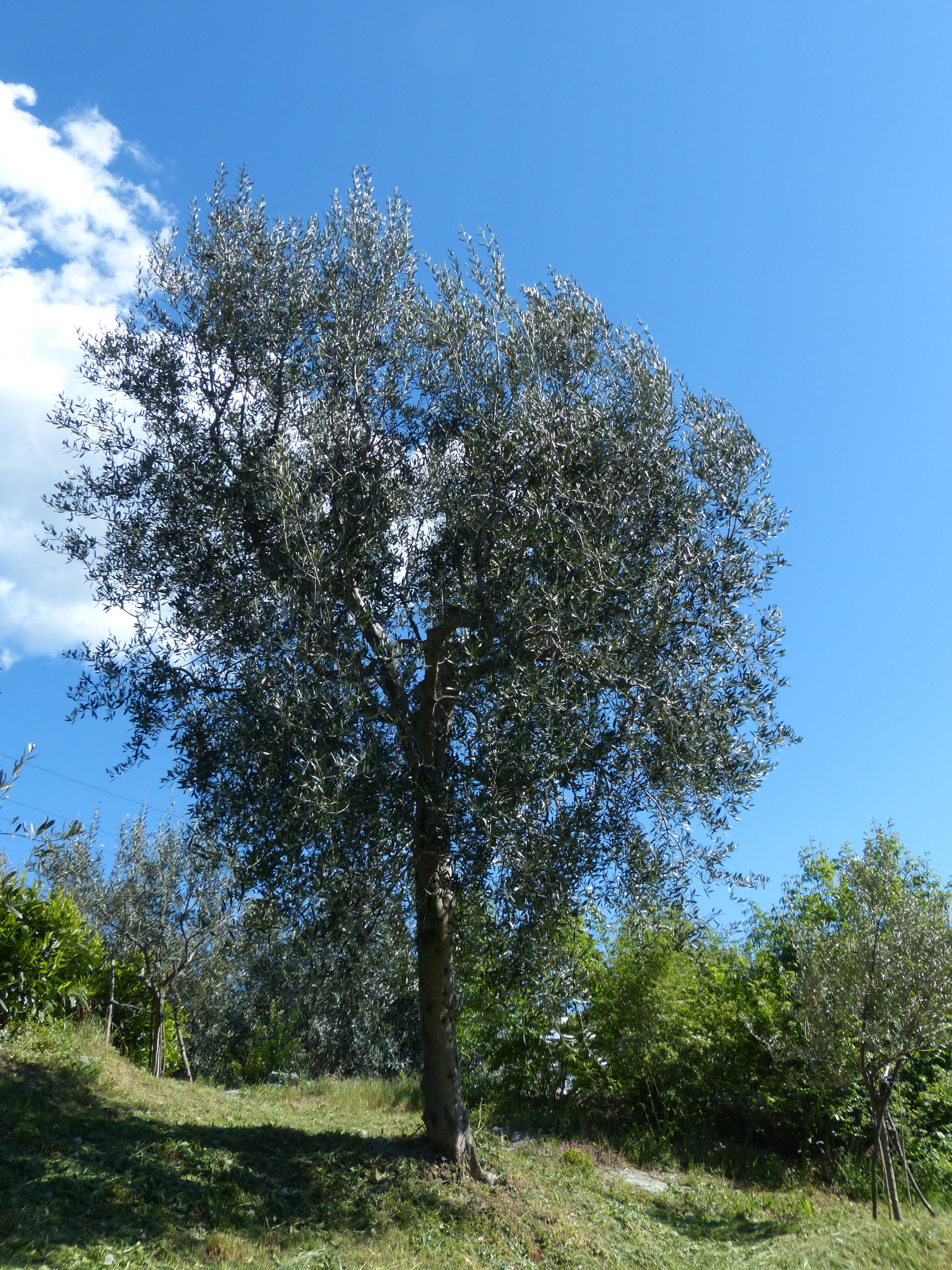 Olive Tree, Olea Europaea, Tree, tree, nature