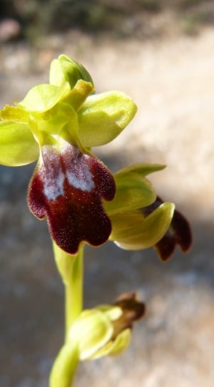 yellow and brown orchid thumbnail
