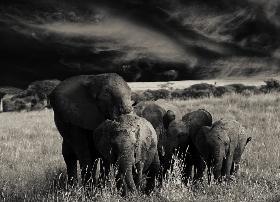 group of elephants preview