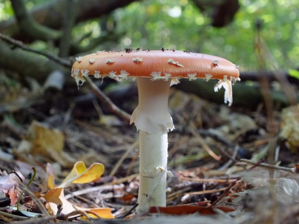 close up photo white and pink umbrella mushroom preview