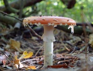 close up photo white and pink umbrella mushroom thumbnail