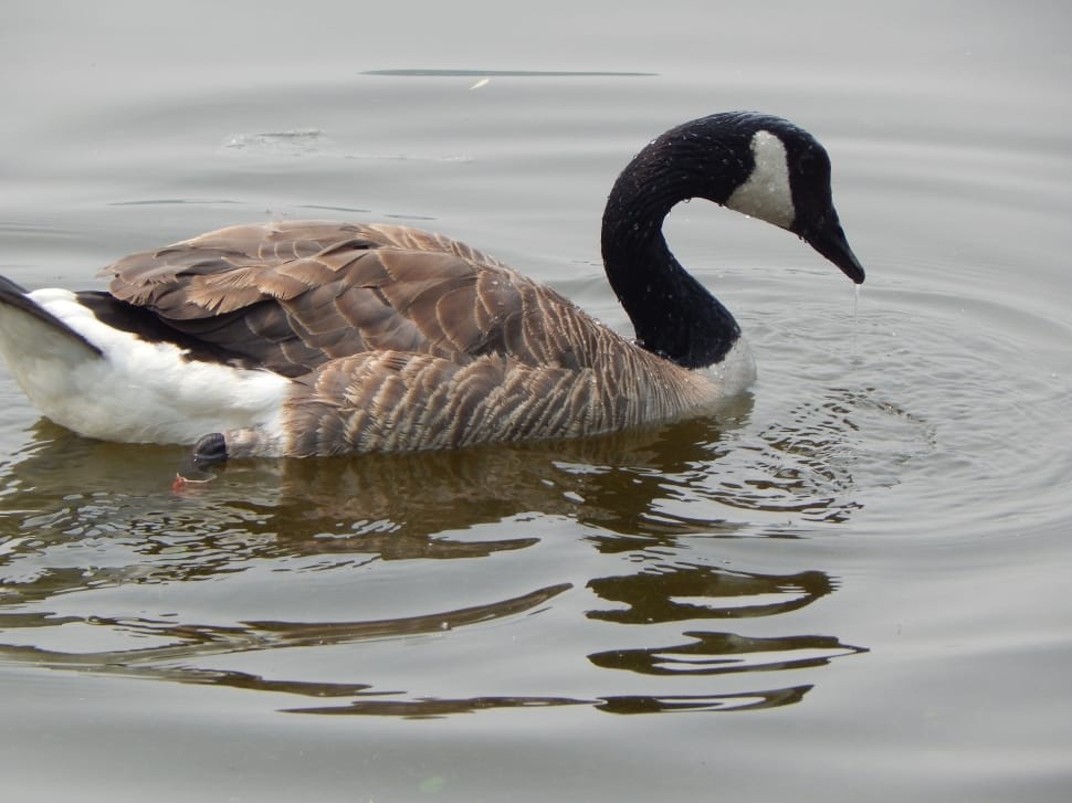 Canada Goose, Water, Nature, Waterfowl, animals in the wild, bird preview