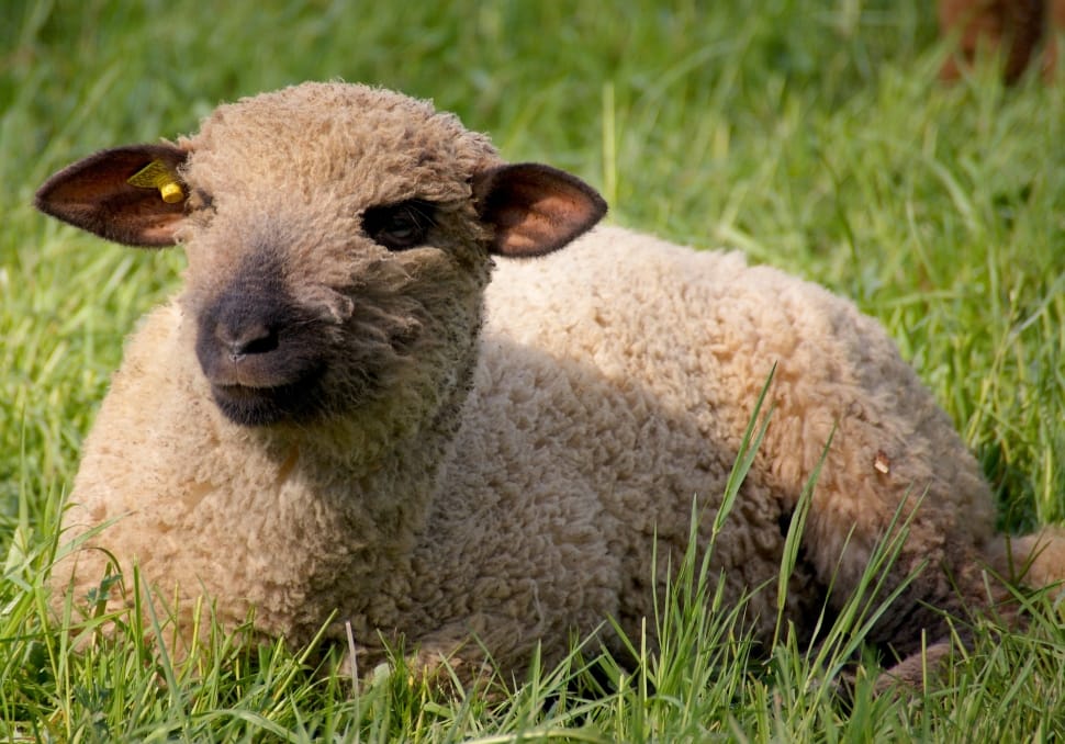 Animal, Head, Fur, Sheep, Wool, grass, one animal preview