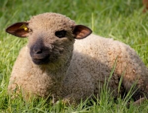 Animal, Head, Fur, Sheep, Wool, grass, one animal thumbnail