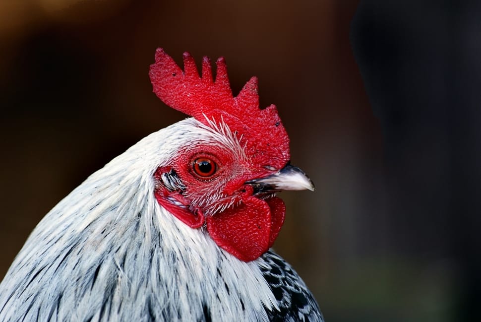 Bird, Portrait, Hen, Agriculture, chicken - bird, rooster preview