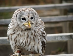 brown and white owl thumbnail