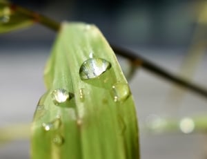 Nature, Raindrop, Drop Of Water, Green, green color, drop thumbnail