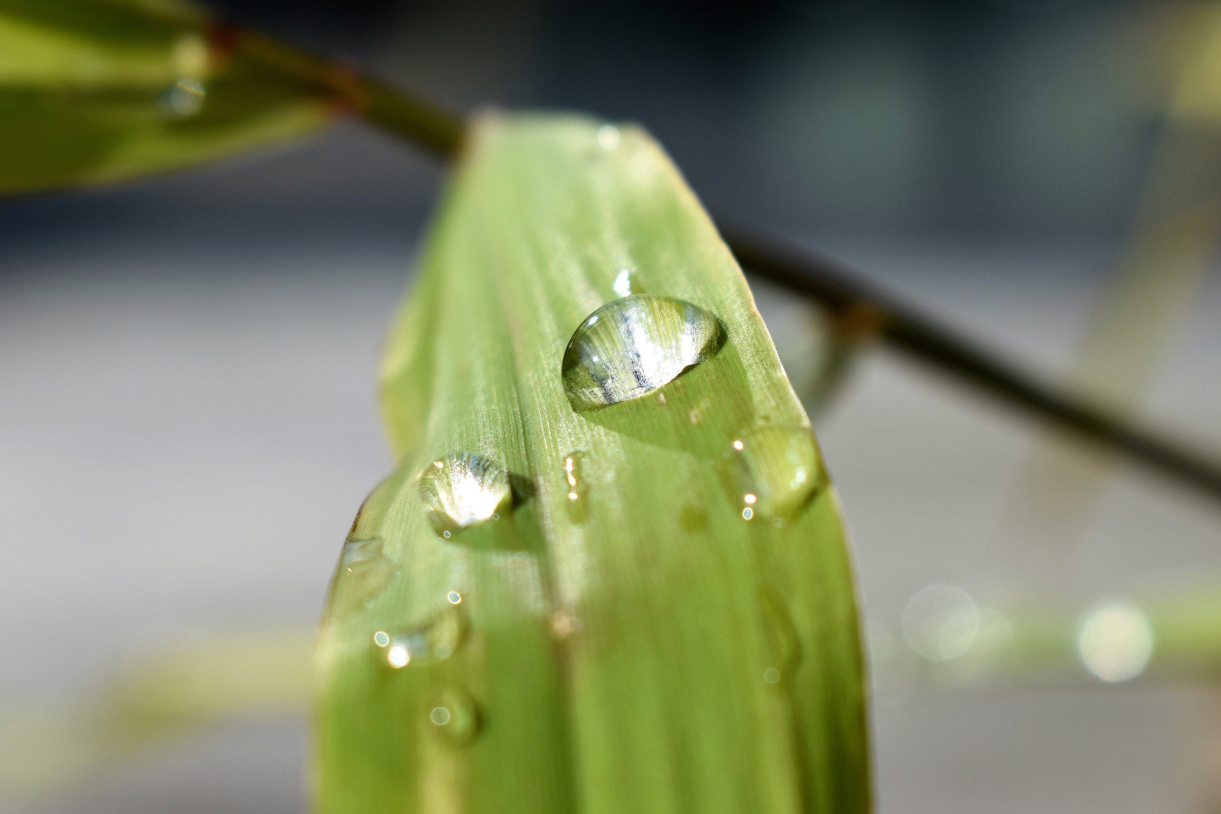 Nature, Raindrop, Drop Of Water, Green, green color, drop