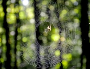 Autumn, Forest, Web, nature, focus on foreground thumbnail