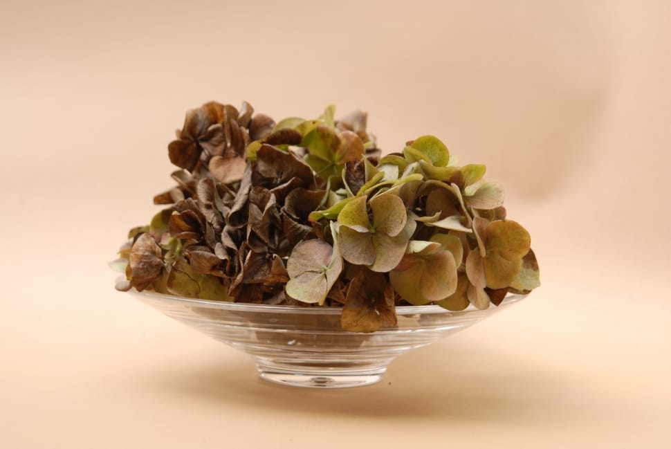 brown dry hydrangea flower preview