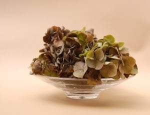 brown dry hydrangea flower thumbnail