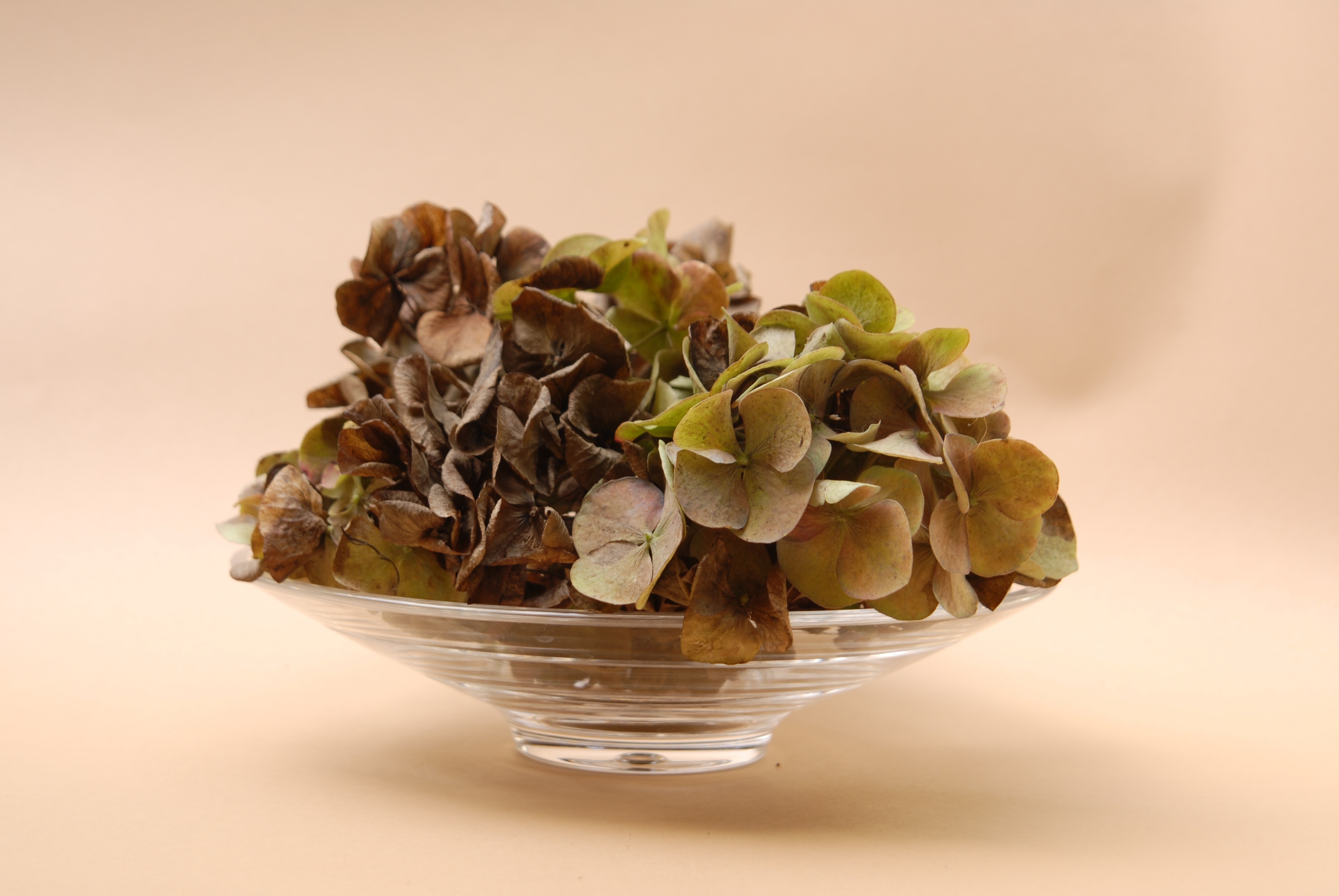 brown dry hydrangea flower