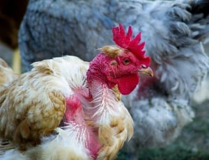 Hen, Poultry, Farm, Feathers, chicken - bird, livestock thumbnail
