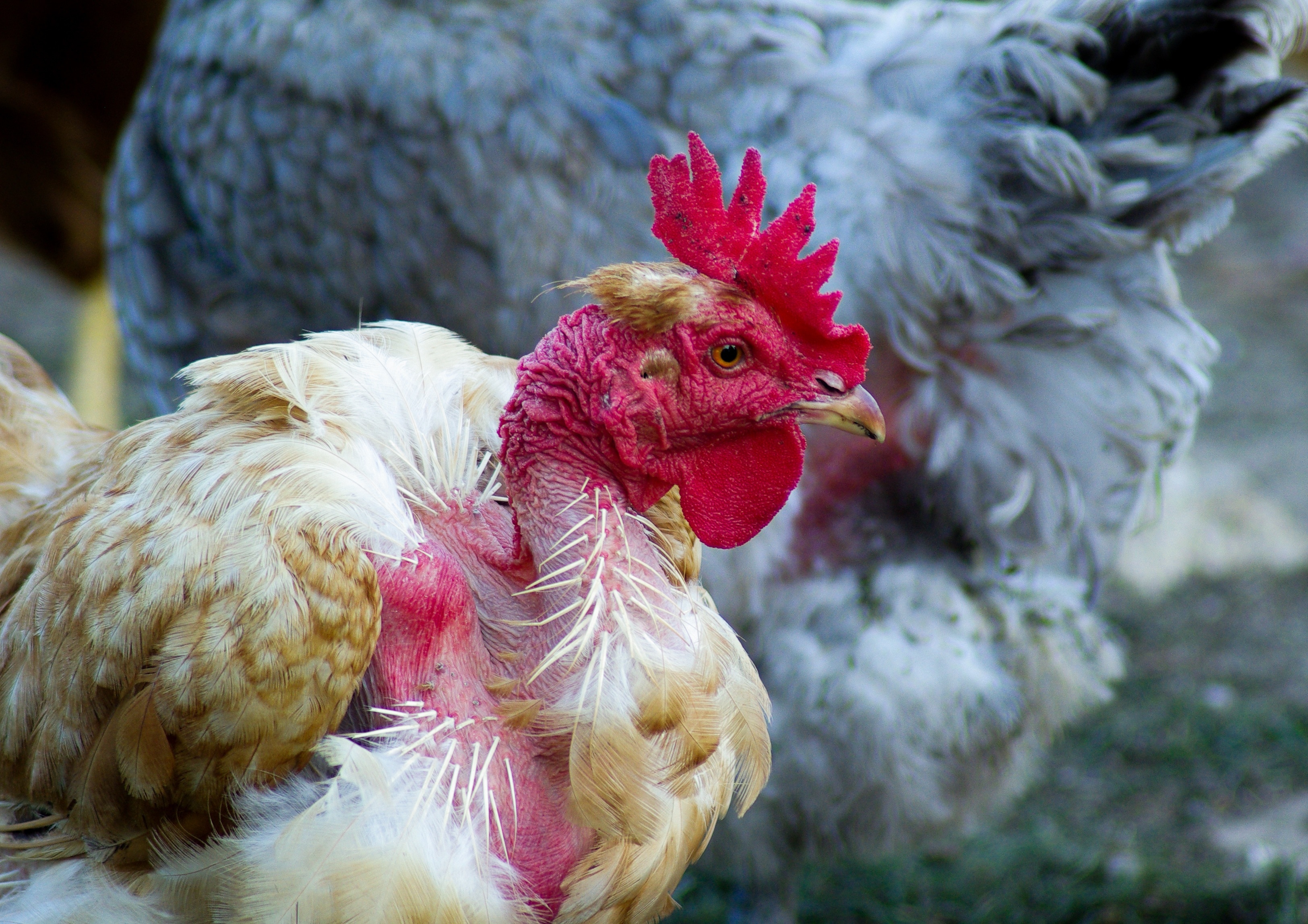 Hen, Poultry, Farm, Feathers, chicken - bird, livestock