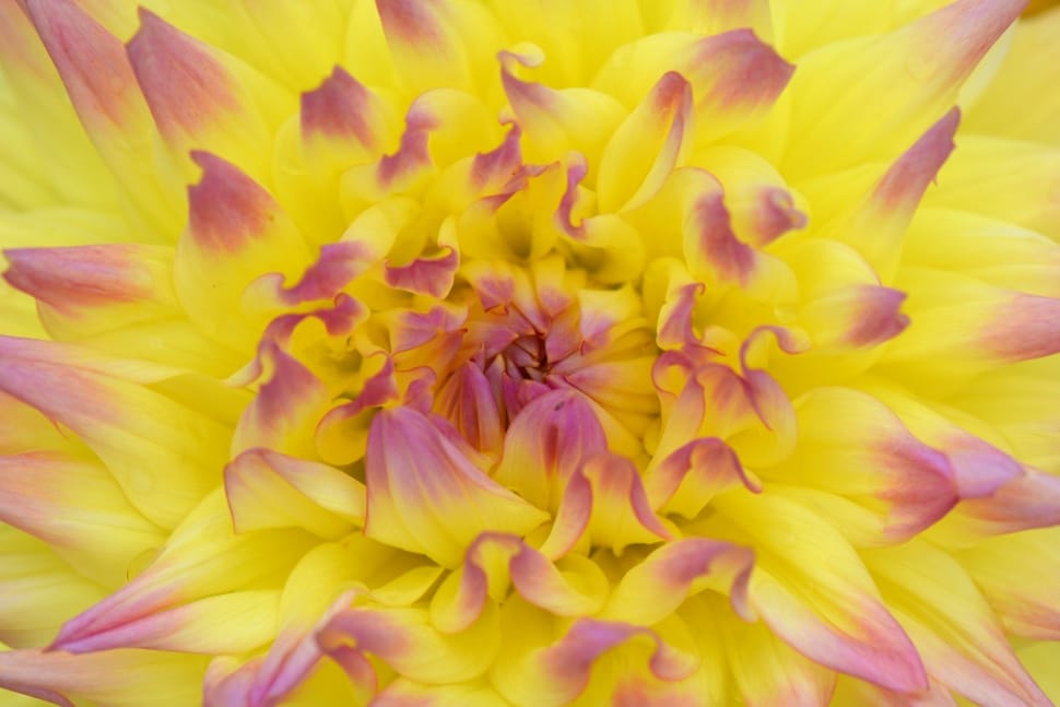 yellow and purple flower preview