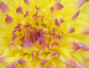 yellow and purple flower thumbnail