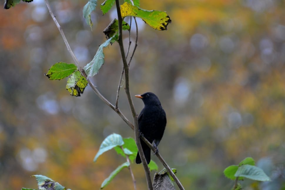 black orange small beak bird preview