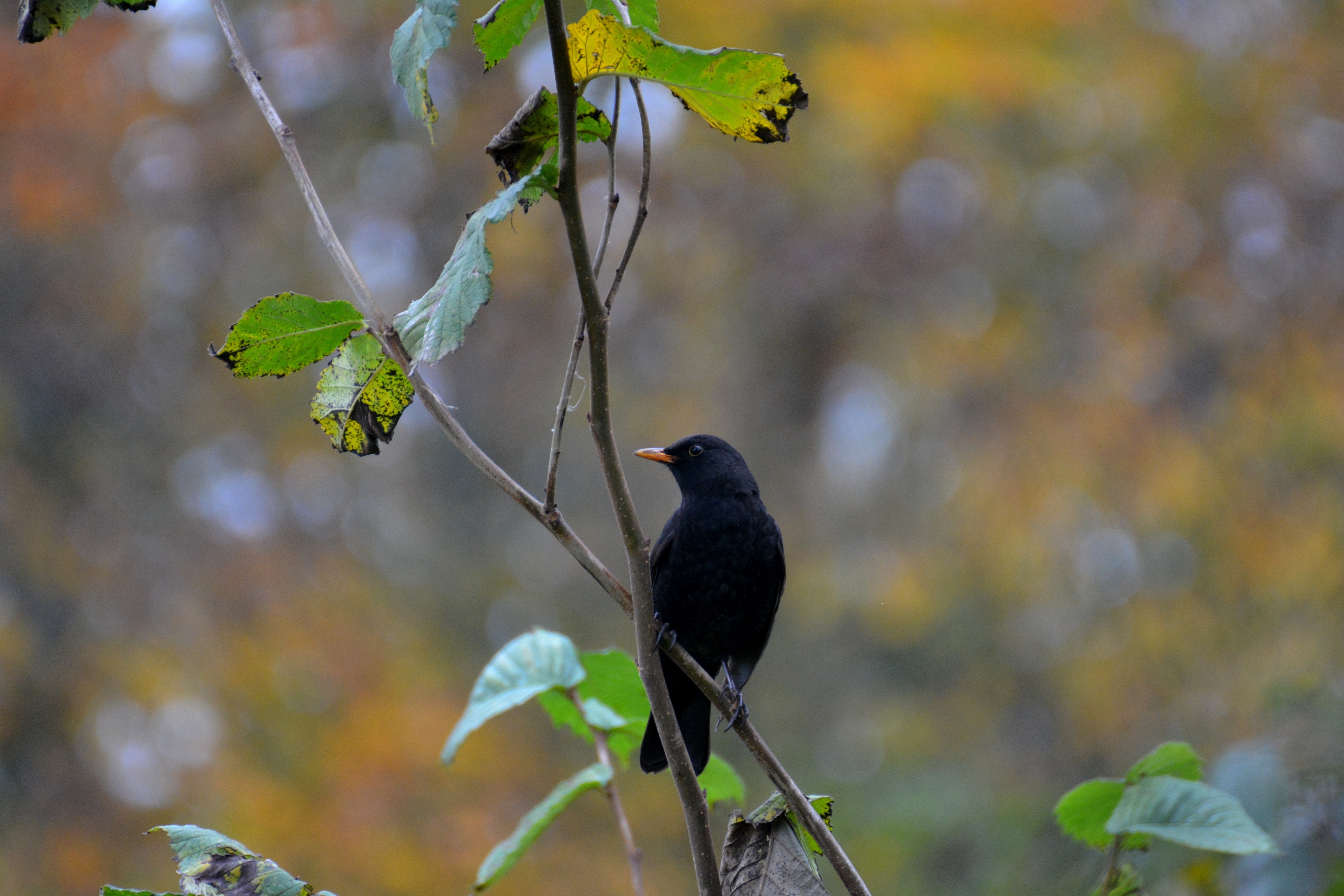 black orange small beak bird