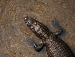 brown crocodile on body of water thumbnail