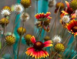 Garden, Fence, Colorful, Flowers, flower, growth thumbnail