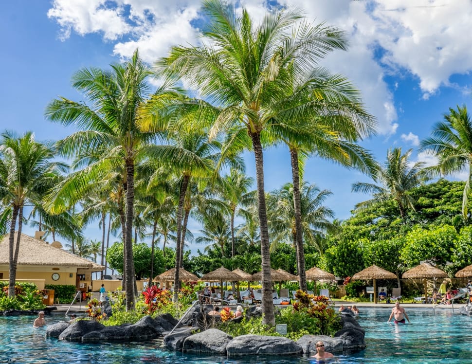 Tropical, Pool, Sky, Resort, Palm Trees, palm tree, tree preview