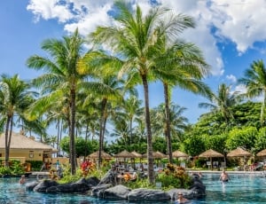 Tropical, Pool, Sky, Resort, Palm Trees, palm tree, tree thumbnail