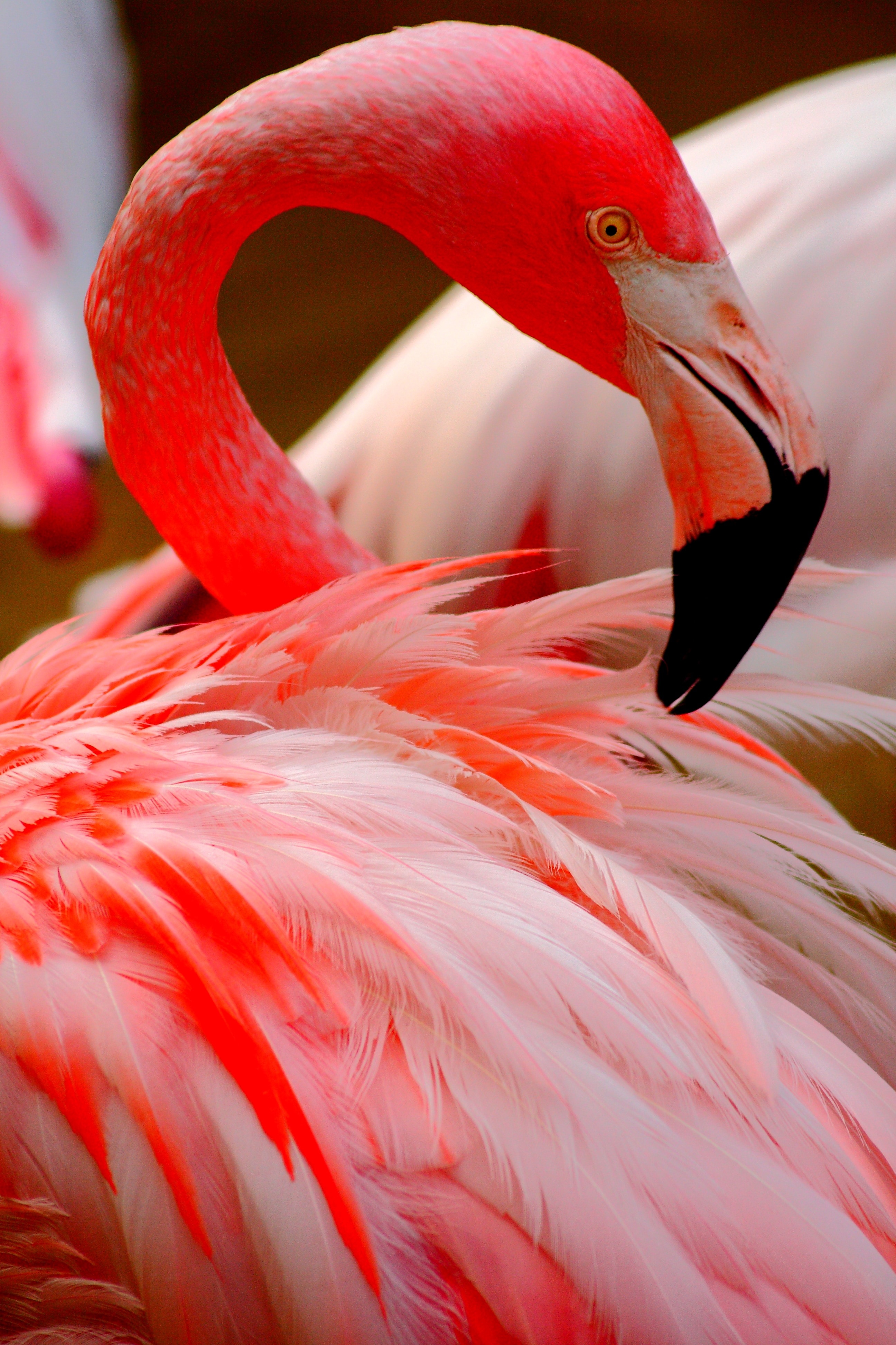 1080x1920 Wallpaper Pink Flamingo Peakpx