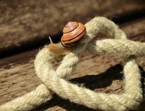 brown snail on beige rope thumbnail