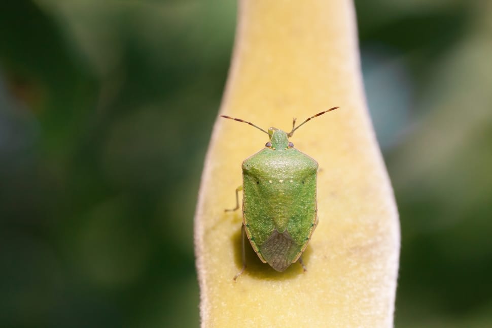 green insect preview