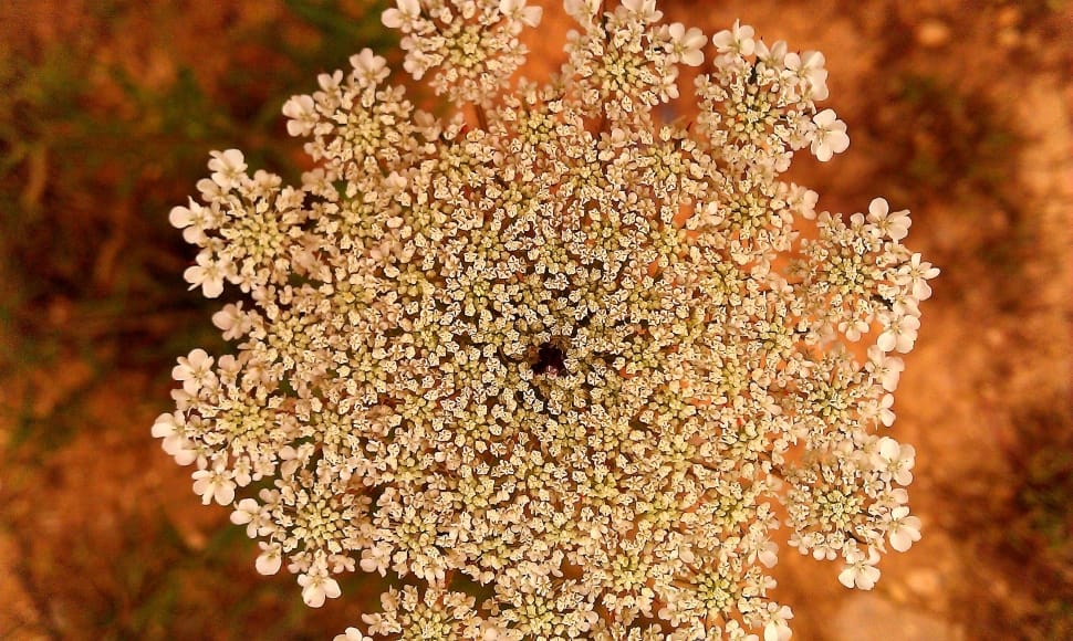 white clustered flower preview