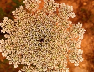 white clustered flower thumbnail