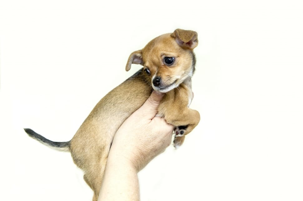 tan smooth chihuahua puppy preview