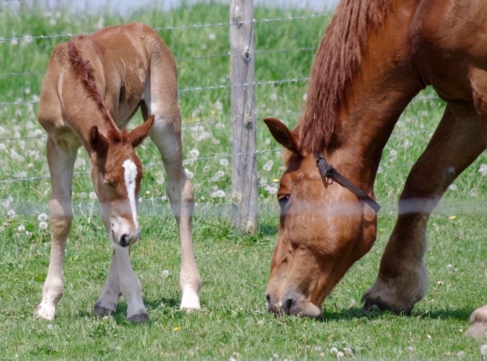 brown horse and foal on green grass field preview