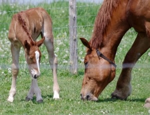 brown horse and foal on green grass field thumbnail